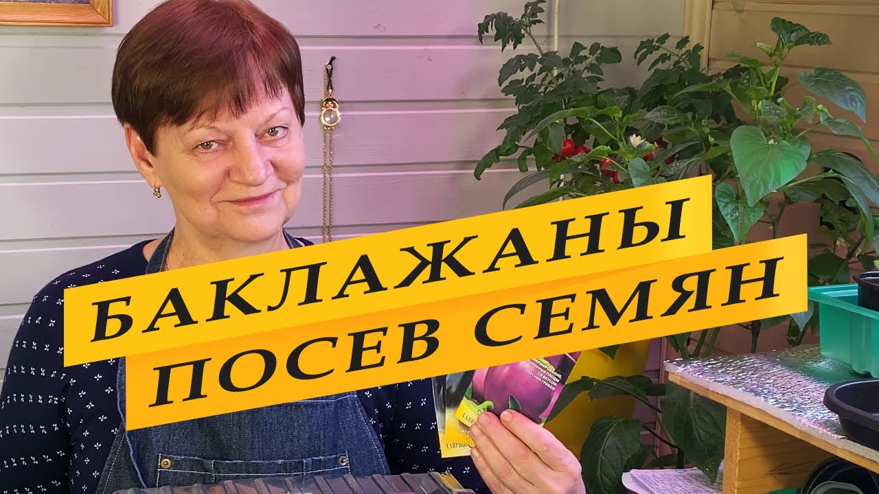 Посев на рассаду семян баклажанов.