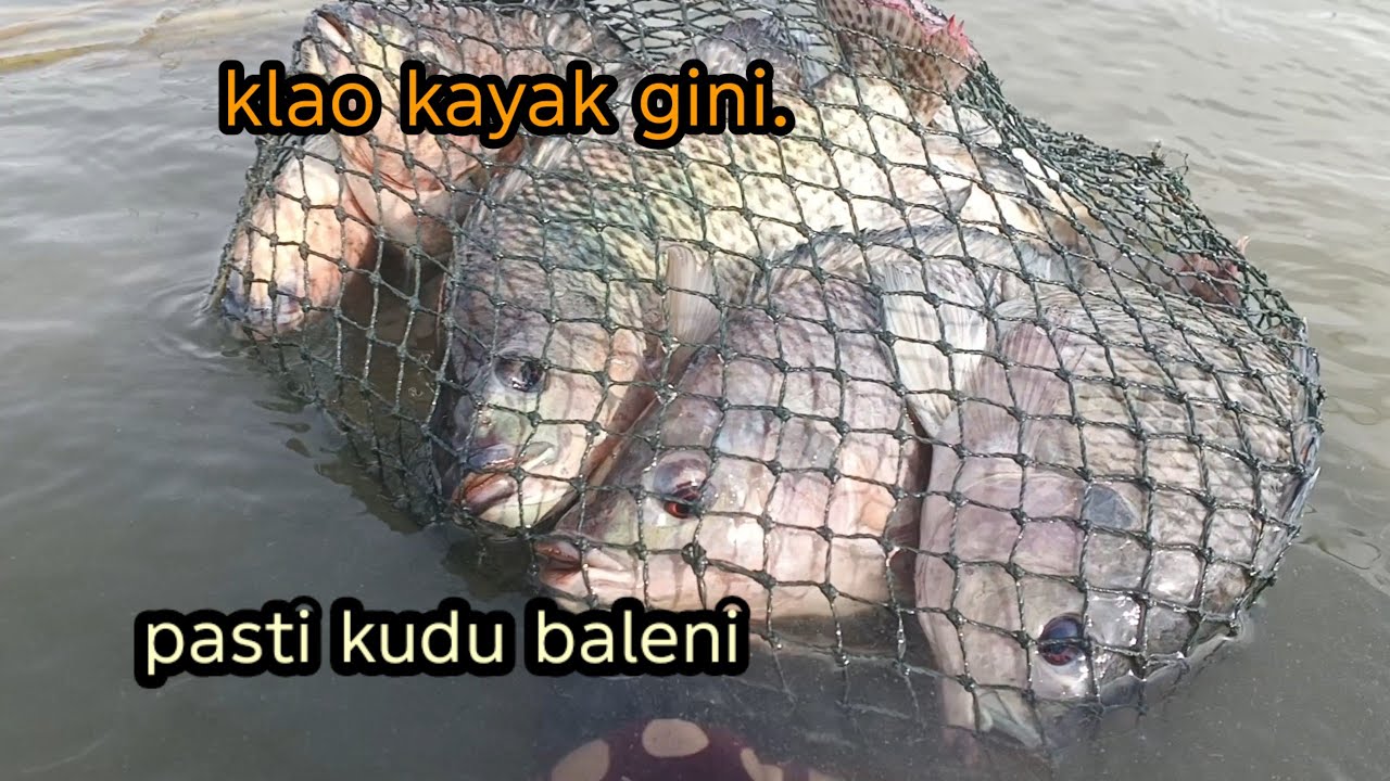 Kalau kayak gini, kudu baleni #fishing #sarangikannila 