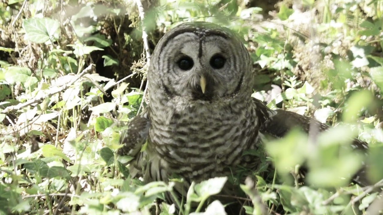 When an Owl shows up during a photo shoot. #davehupphotography #owls #photography #oregon #birds 