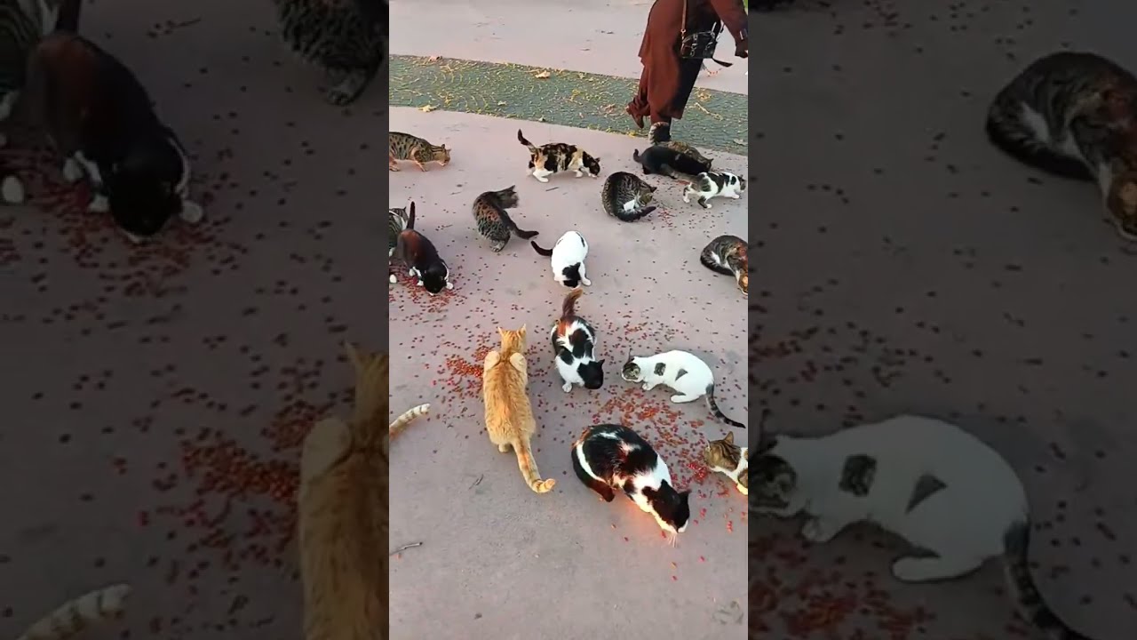SAHİLDE KEDİ DOSTLARIMIZI DOYURDUK 🐈🥰