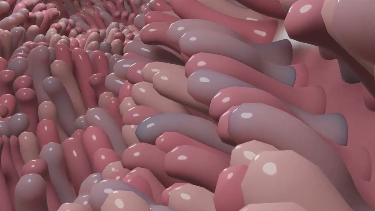 Immune cells in the intestine have a sweet tooth