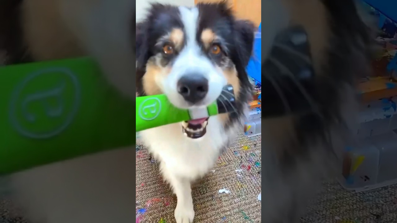 This Dog Can Paint❤️