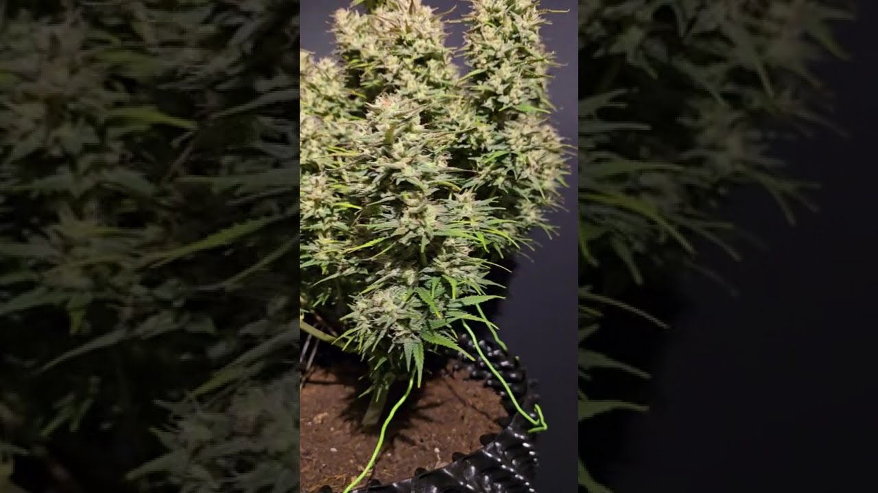 🔥 Devil XL Auto by Ganja Farmer  #cannabiscontent #cannabisdaily #growerscommunity #homegrown