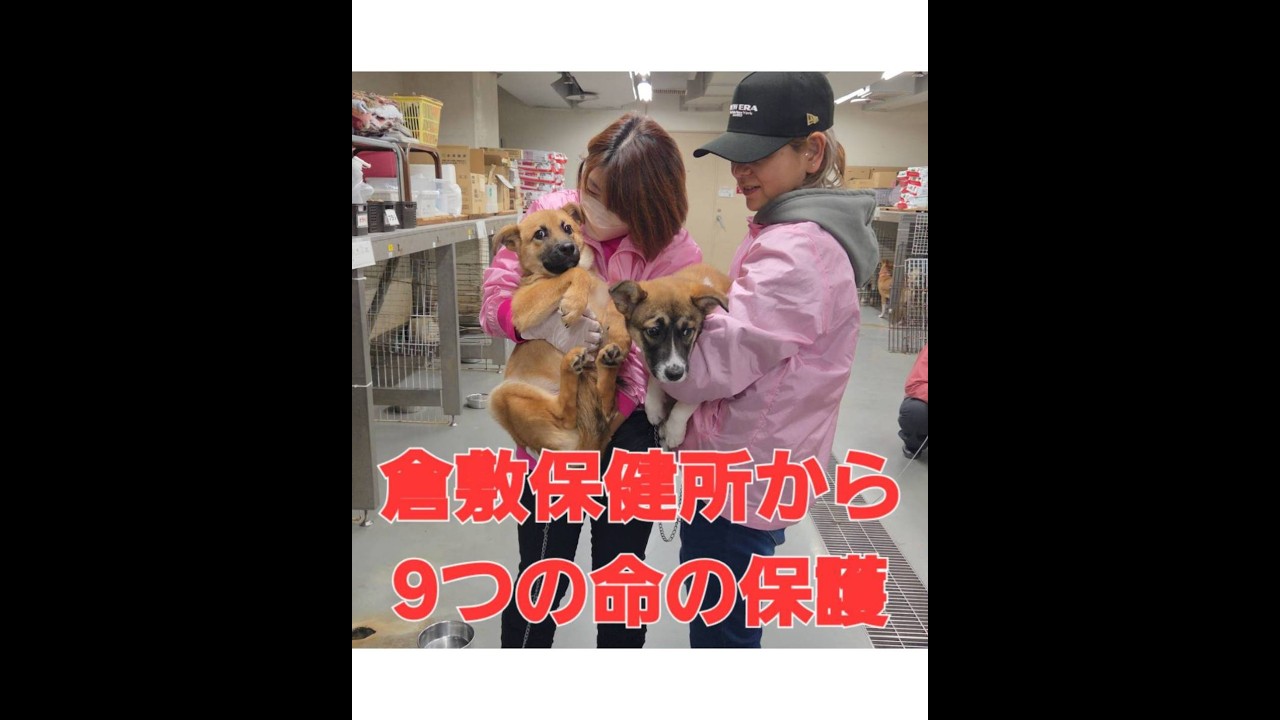 倉敷保健所から命の保護