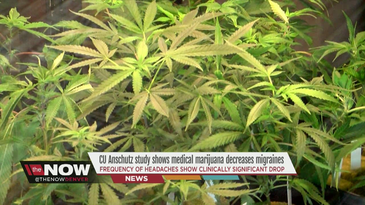 CU Anschutz study shows medical marijuana decreases migraines
