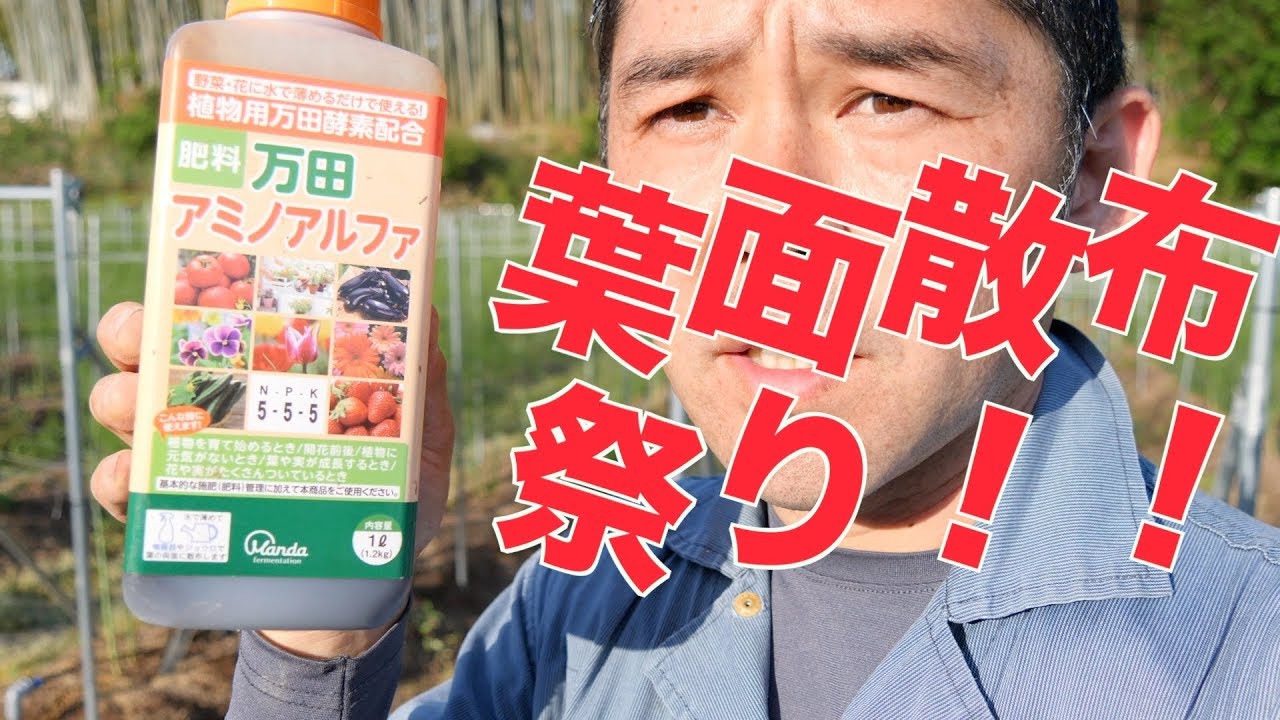 5/26  ピーマン誘引ネット張りと葉面散布祭り#383