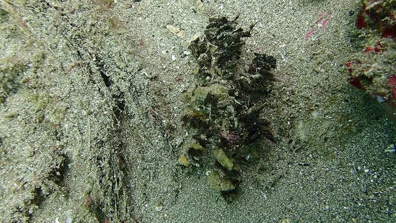 Crab Part1 Anilao April 2018