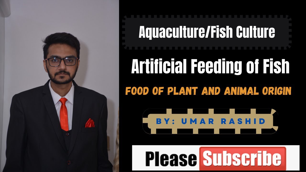 Artificial Feeding of Fish | Umar Rashid