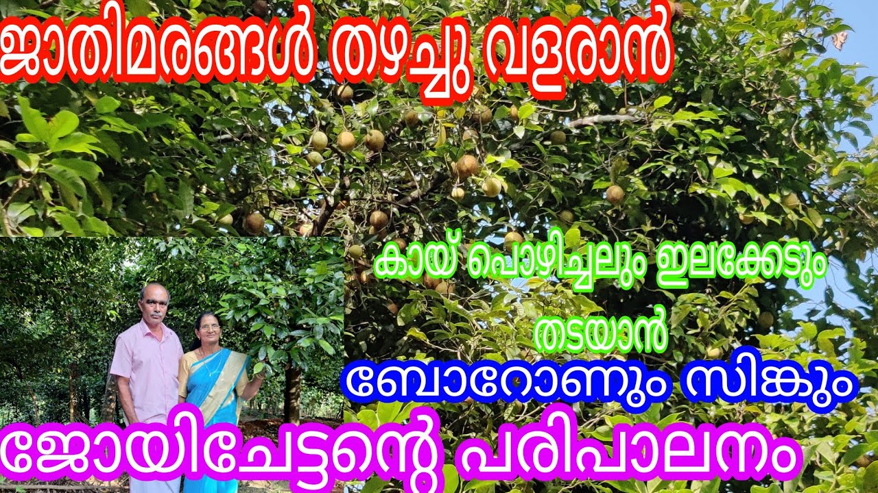 Nutmeg Better yeild#antony muniyara Vlogs