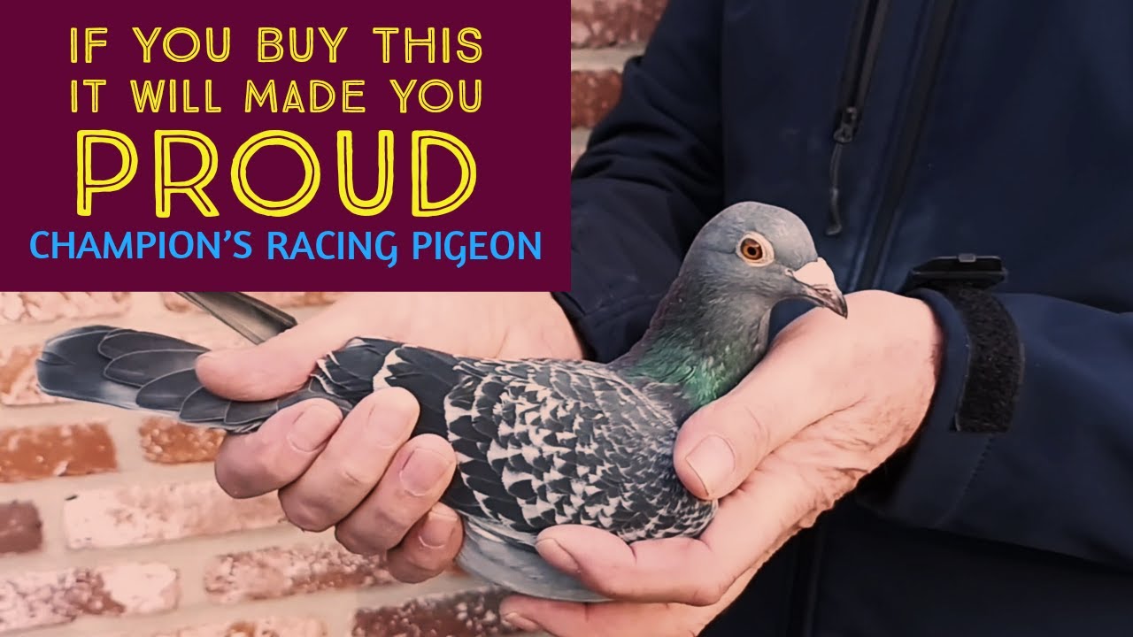 Chris Hebberecht | Winner Racing Pigeon Of Many Hard Condition Races | Racer Kabutar | Kalapati