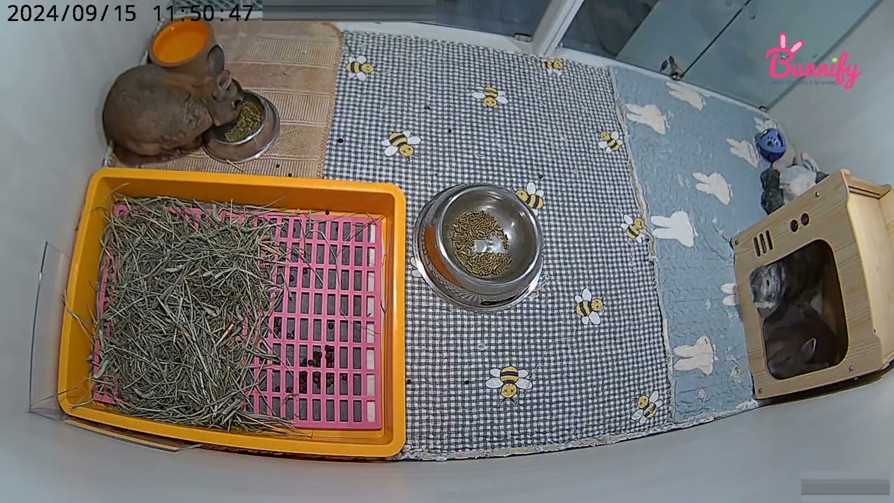Bunnify Rabbit Boarding 24/7 CCTV Recording