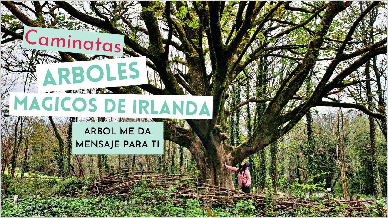 Arboles magicos de irlanda☘ Bosque de cuento de hadas☘ Conecta con la Naturaleza