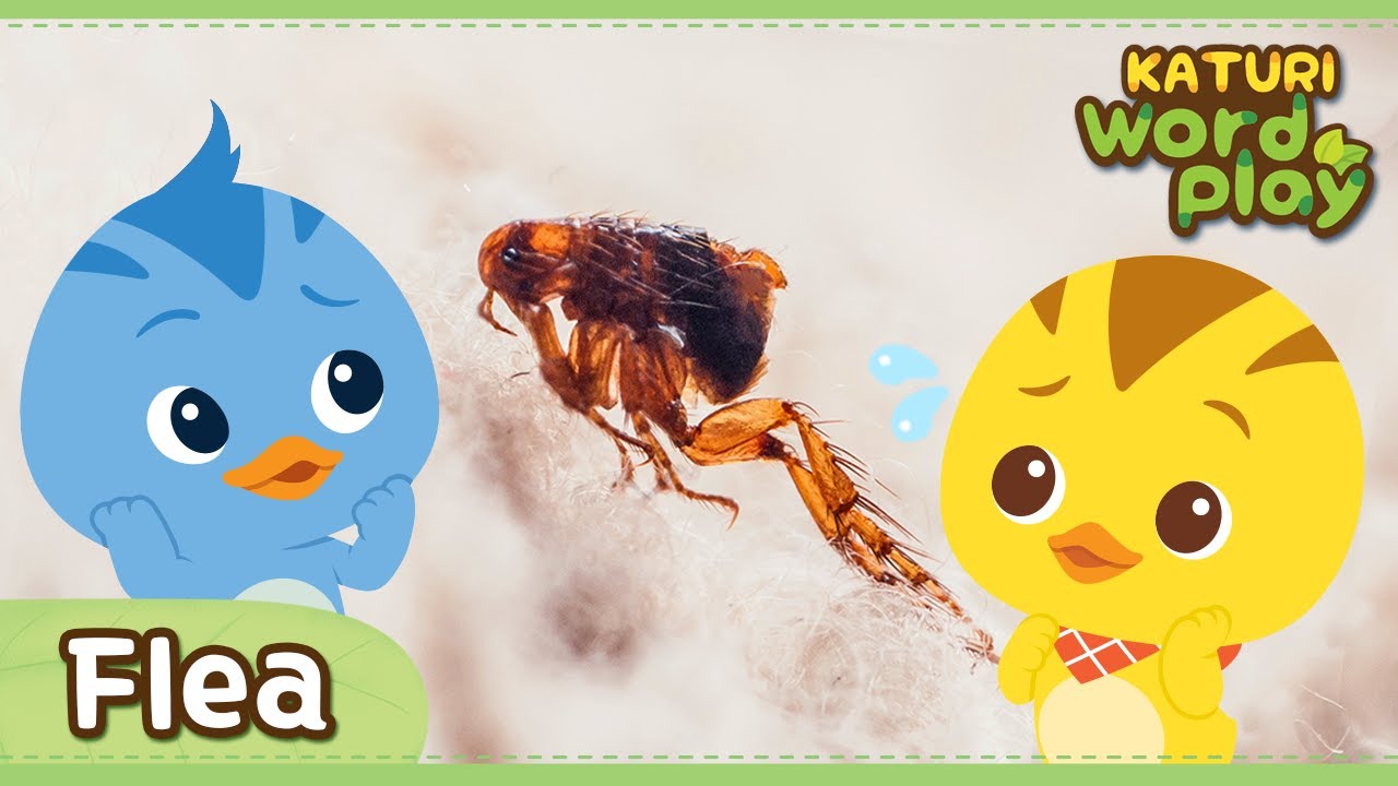 * Flea * | Katuri Word Play | Learn Animals | Animals for kids to learn