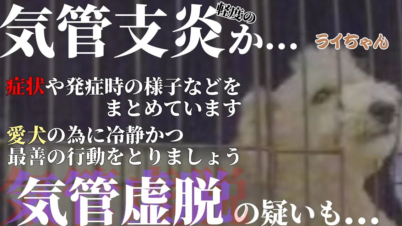 ※犬の気管支炎の初期症状※気管虚脱の可能性も...【ビジョンプードル】
