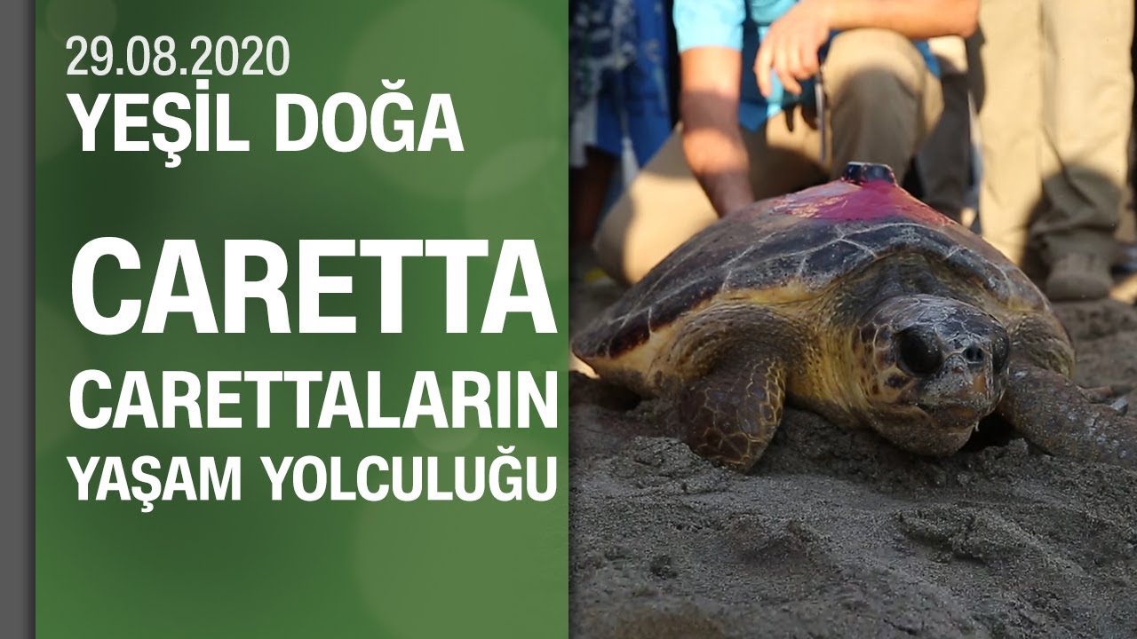 Antalya plajlarında caretta carettaların yaşam yolculuğu - Yeşil Doğa 29.08.2020