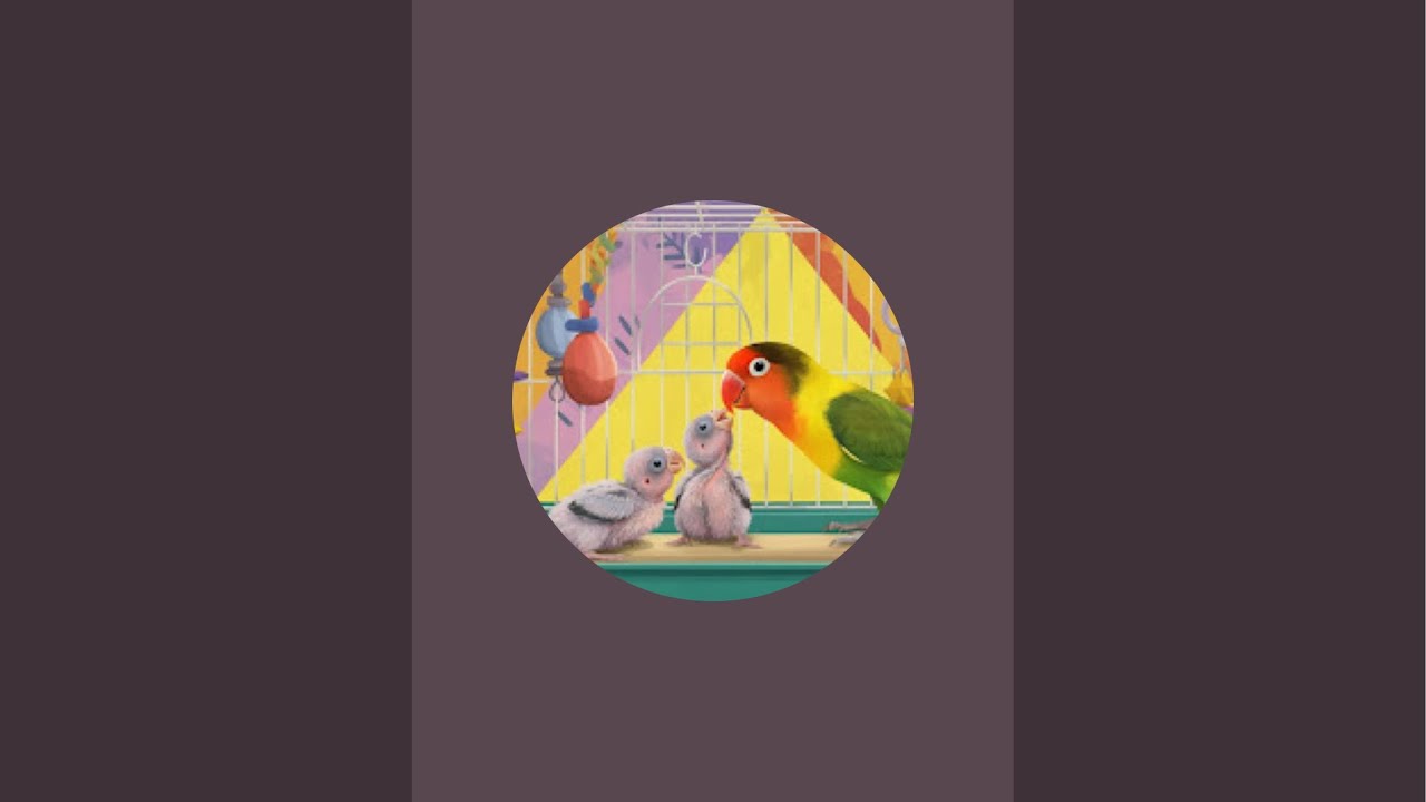lovebirds cute video