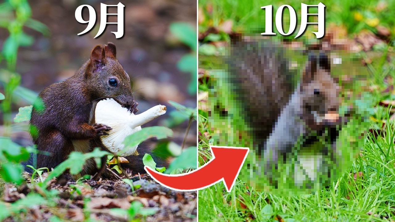本当に同じ動物？たった1ヶ月で「とんでもない姿」に変貌した野生動物