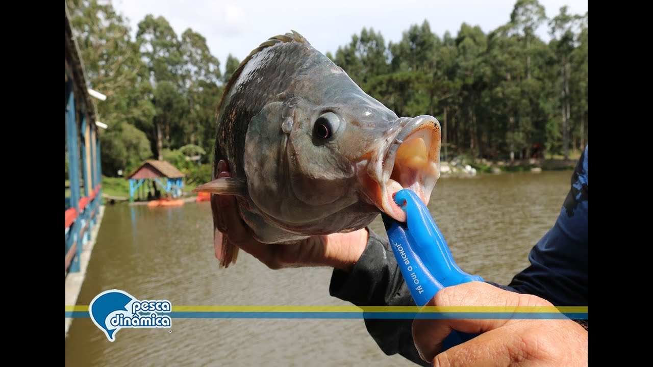 Top Dicas - Equipamentos utilizados na pesca de carpas e til&aacute;pias com molinetes
