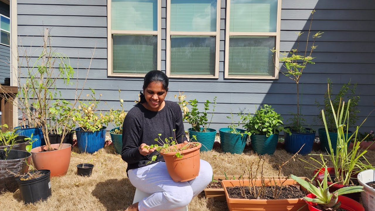 Americaல weather ok ஆயிடுச்சுங்க❤️ Time to keep plants outside #home #garden #vlog #usa #2026 #tamil