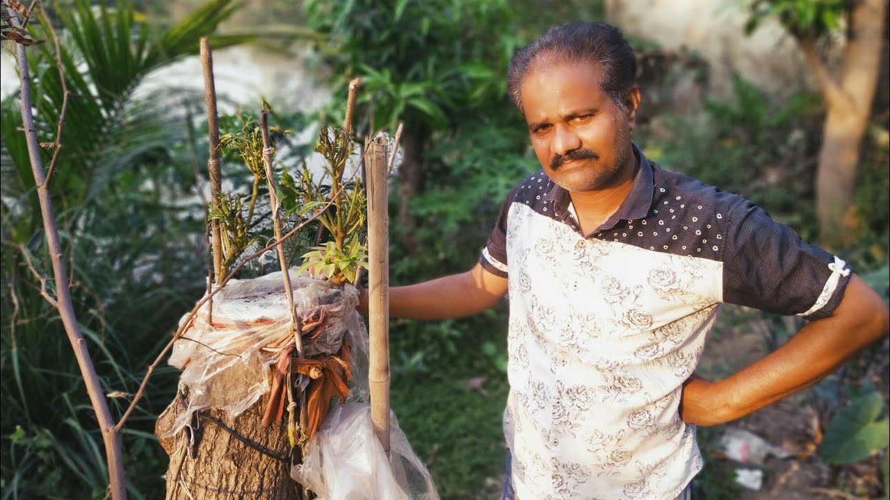 big Mango tree grafting Result