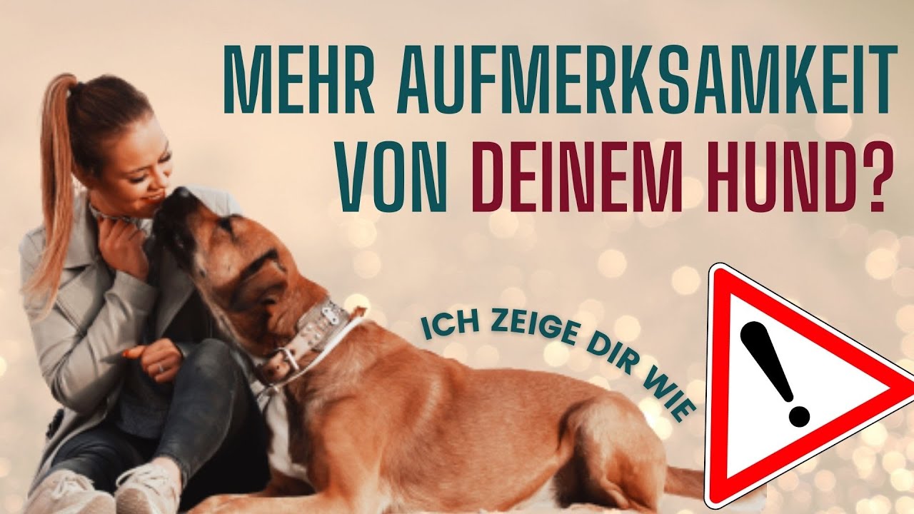 Vom eigenen Hund ignoriert? So bekommst du die Aufmerksamkeit von deinem Hund zurück.