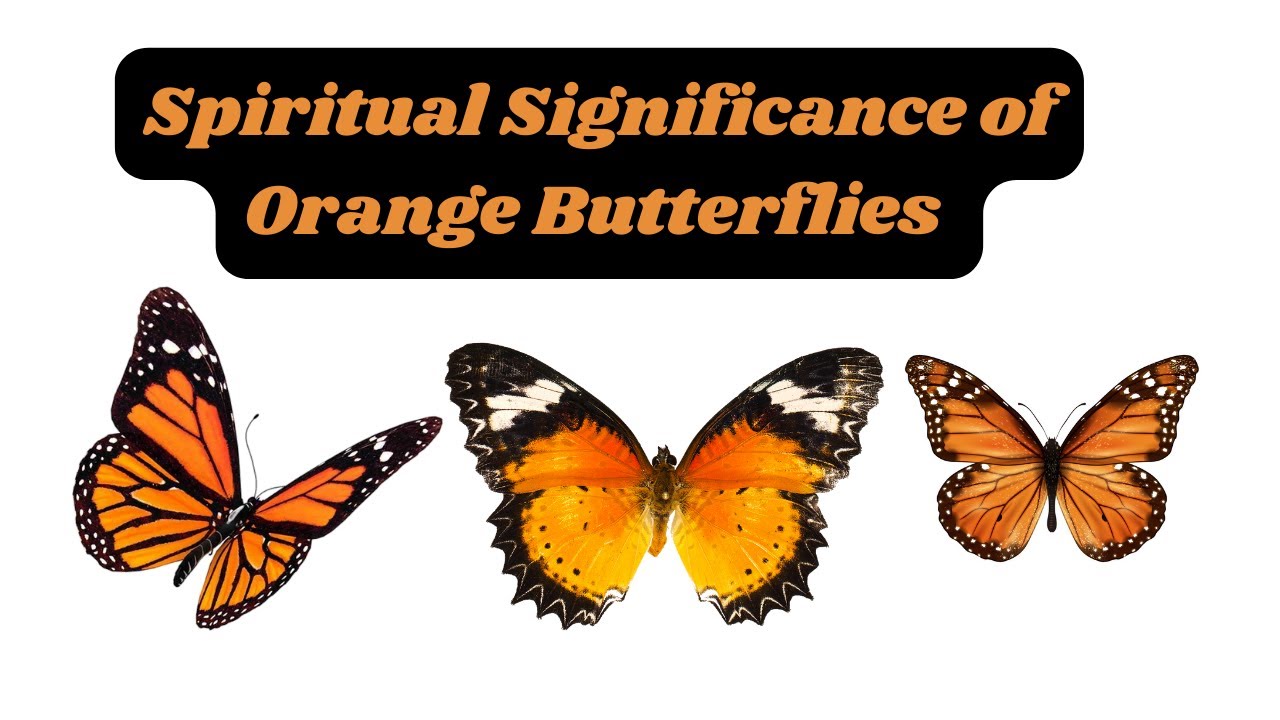 The Spiritual Significance of Orange Butterflies in Your Life