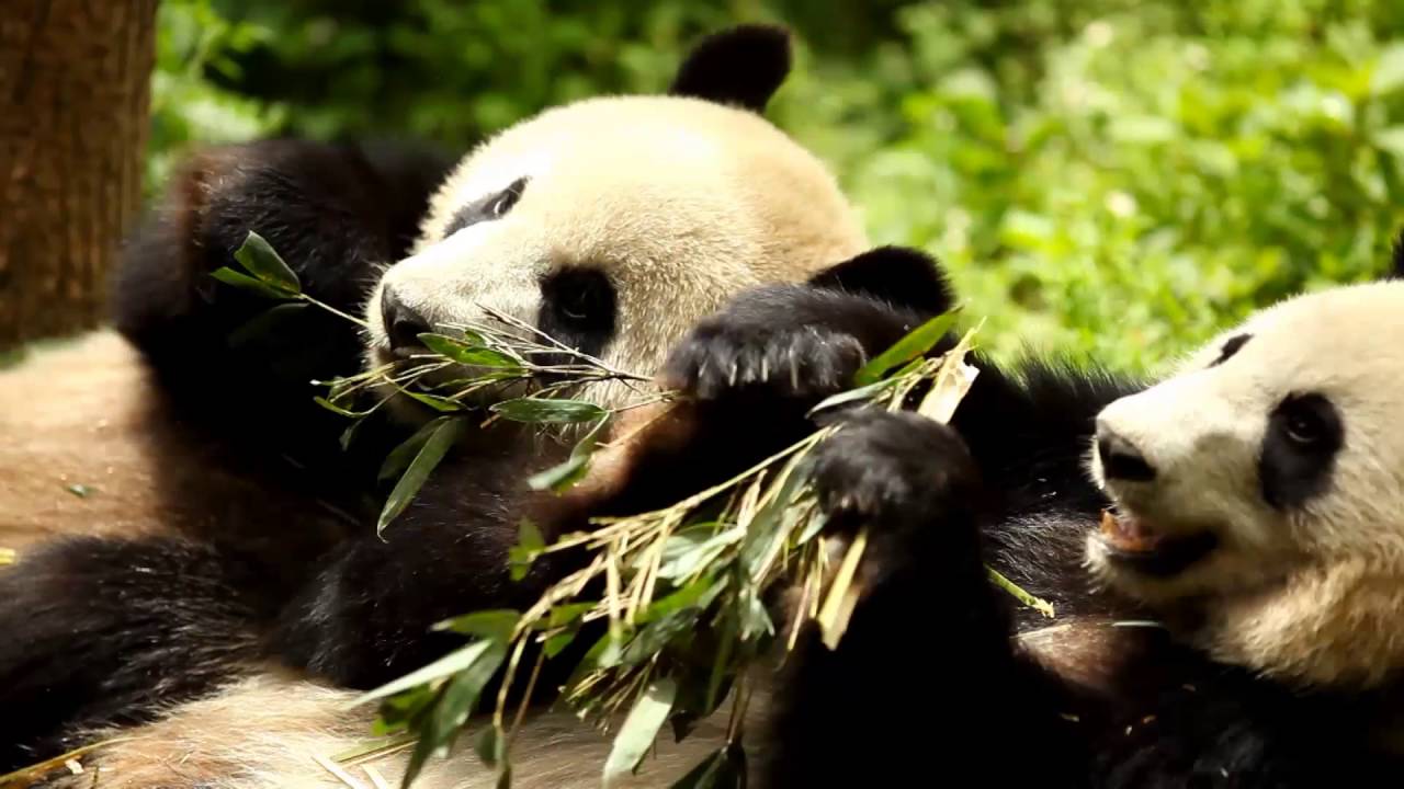 Pimp My Panda | Spot Subito 2016