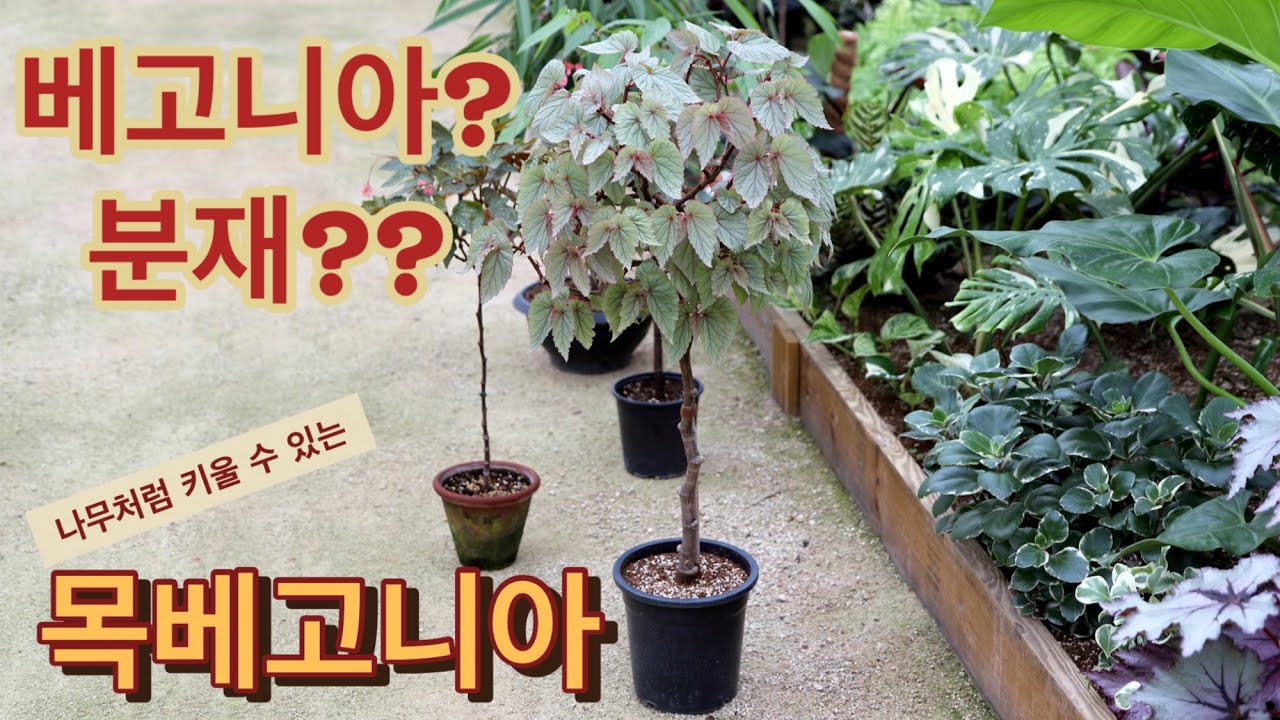 나무처럼 키울 수 있는 베고니아 어떠세요?