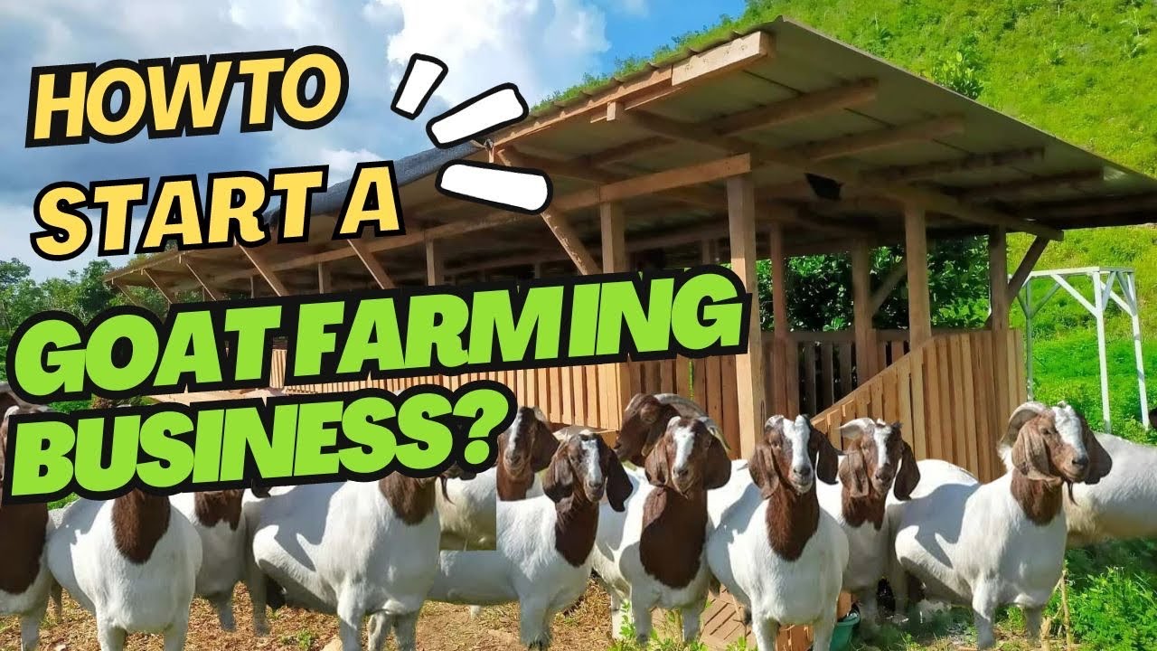 HOW TO START A GOAT FARMING BUSINESS? | STEP BY STEP TIPS | Goat Raising tips!