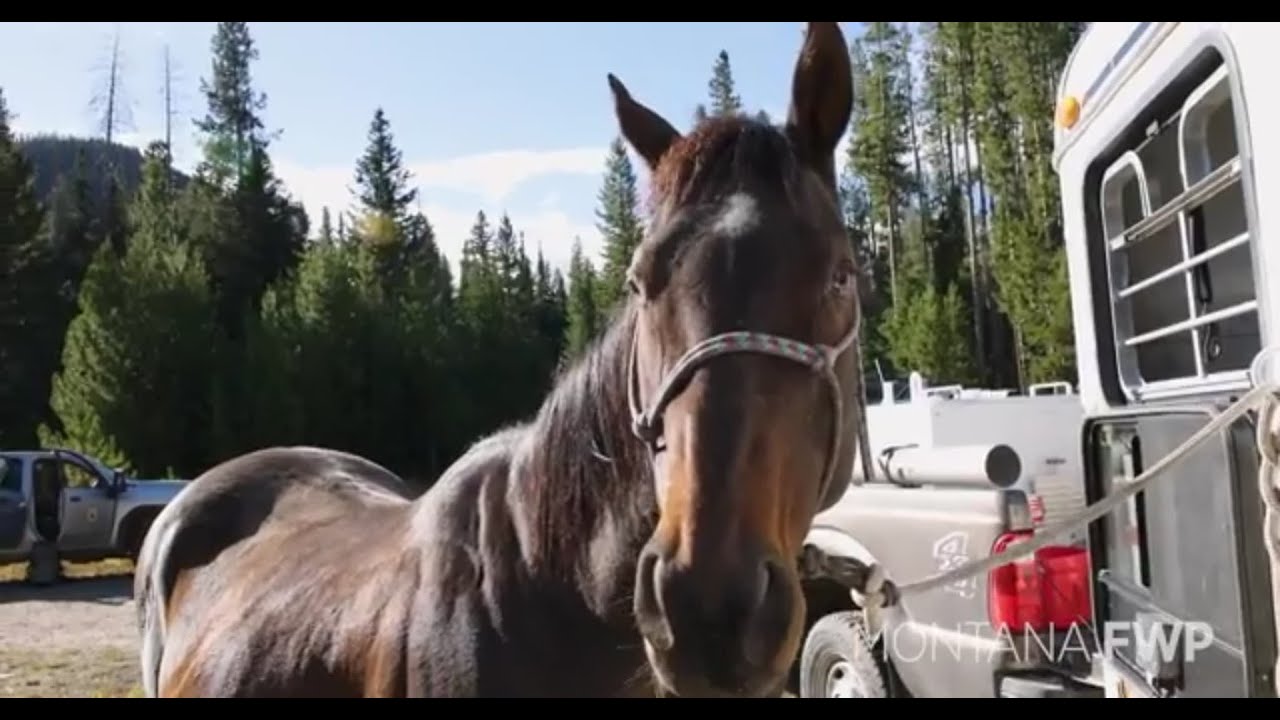 Cutthroat Cowboy: Fishing in high mountain lakes near Anaconda