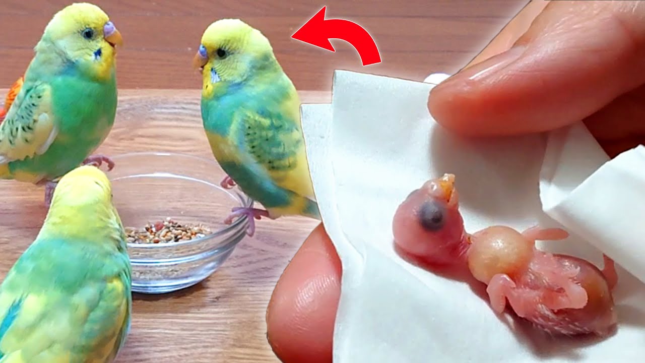 セキセイインコ兄弟、感動の初対面