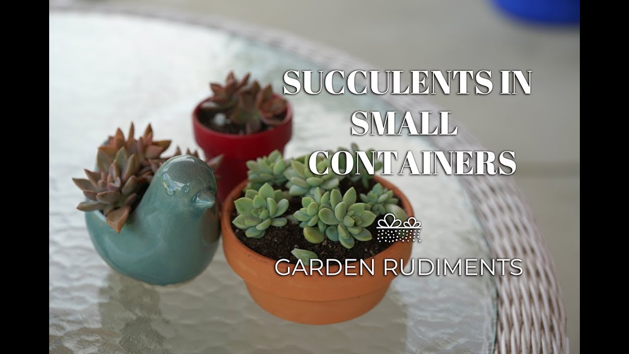 Succulents In Small Containers