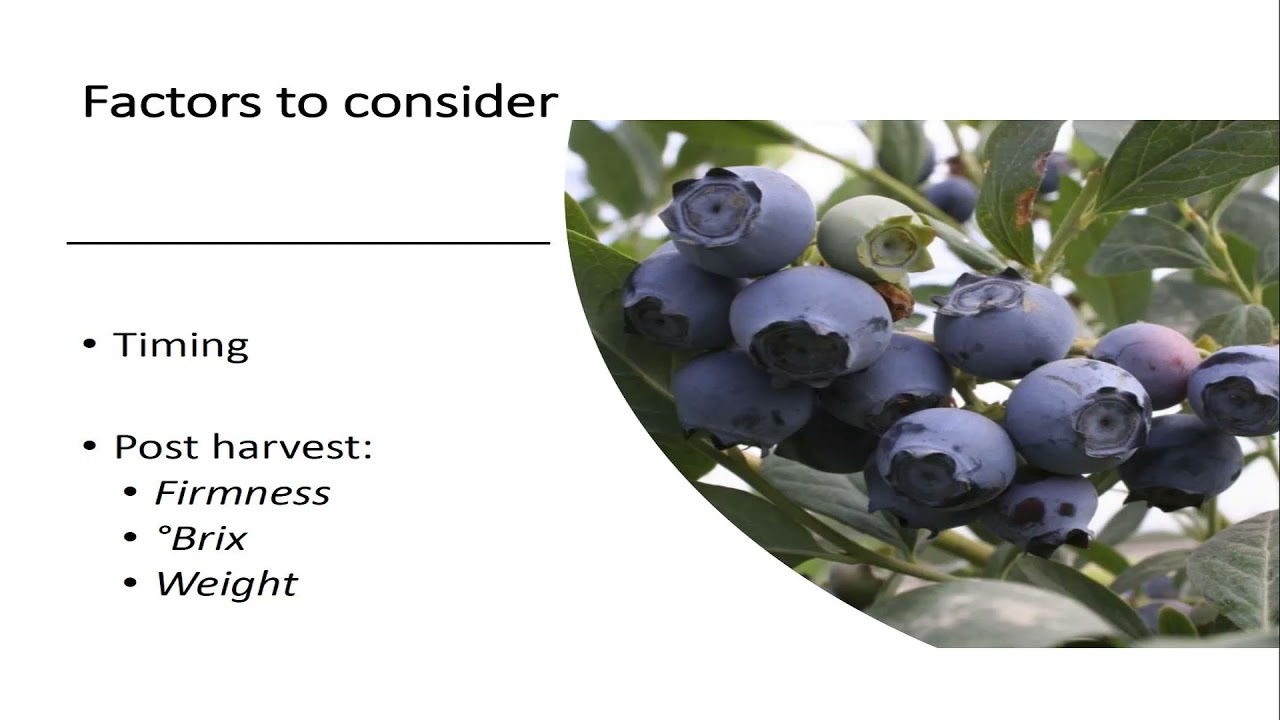 Improving Competitiveness of California Blueberry Farms through Grafting