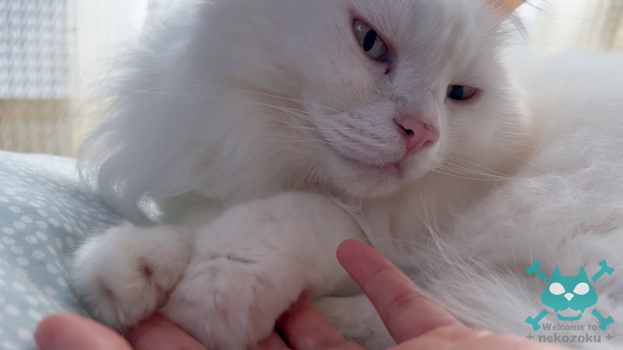 【猫 ゴロゴロ with 生活音 プチASMR】イヤホン推奨 最高の感触 猫の肉球と猫のゴロゴロで元気になる お昼寝の邪魔してごめんなさい 長毛猫 白猫 最高の癒し White cat Pullman