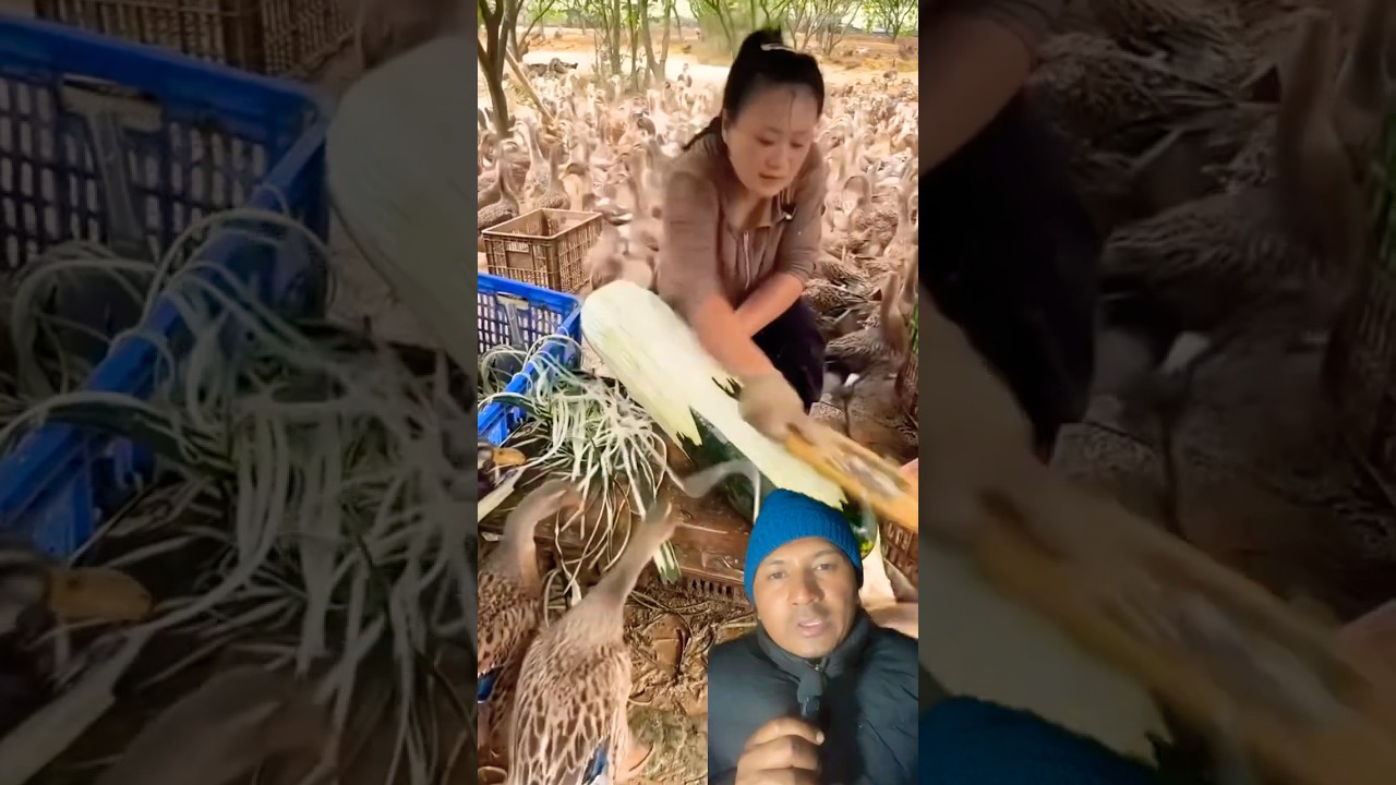 Has Lai Kharbuja😱 - Amazing Duck Farming 