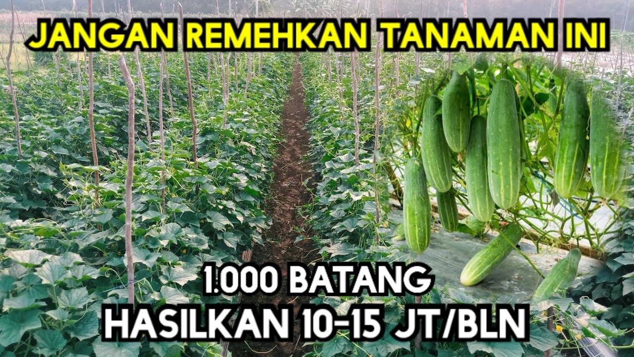 Tips dan trik cara sukses budidaya tanaman timun