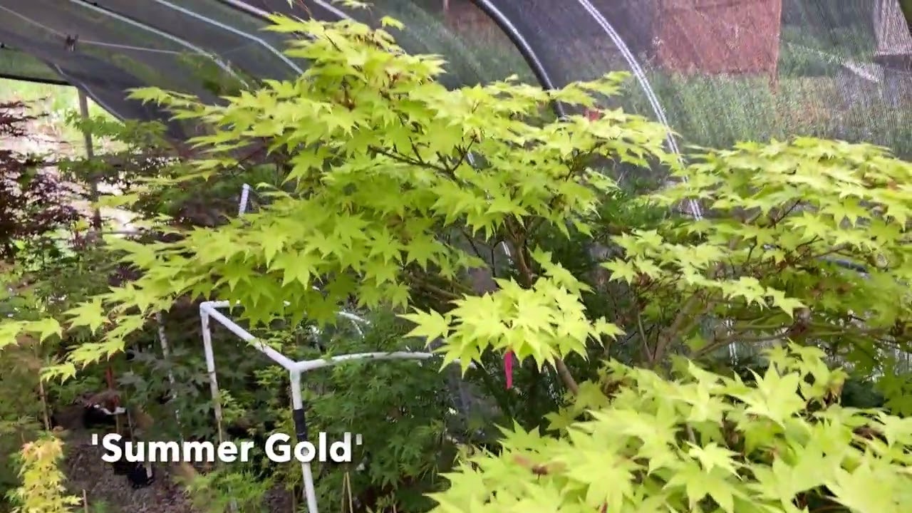 Episode 139: Welcome To The Japanese Maple Jungle