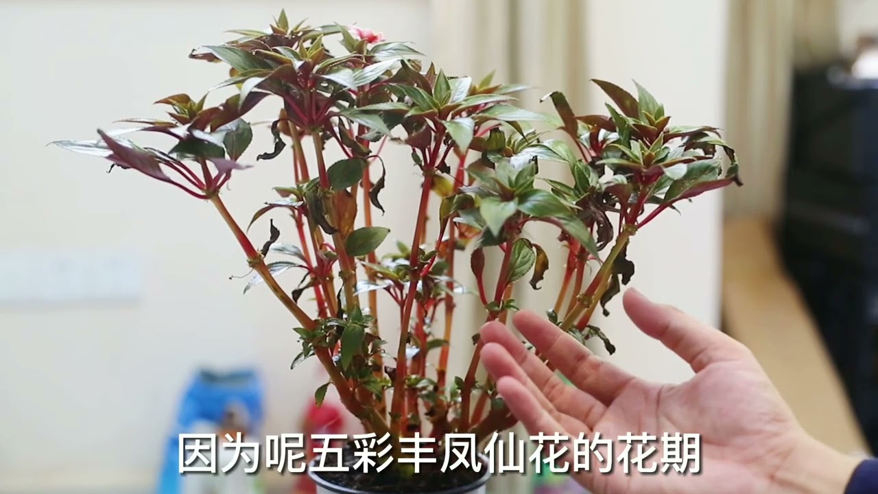 五彩凤仙花怎么养｜园艺师教学｜教你五彩凤仙花的详细养护技巧