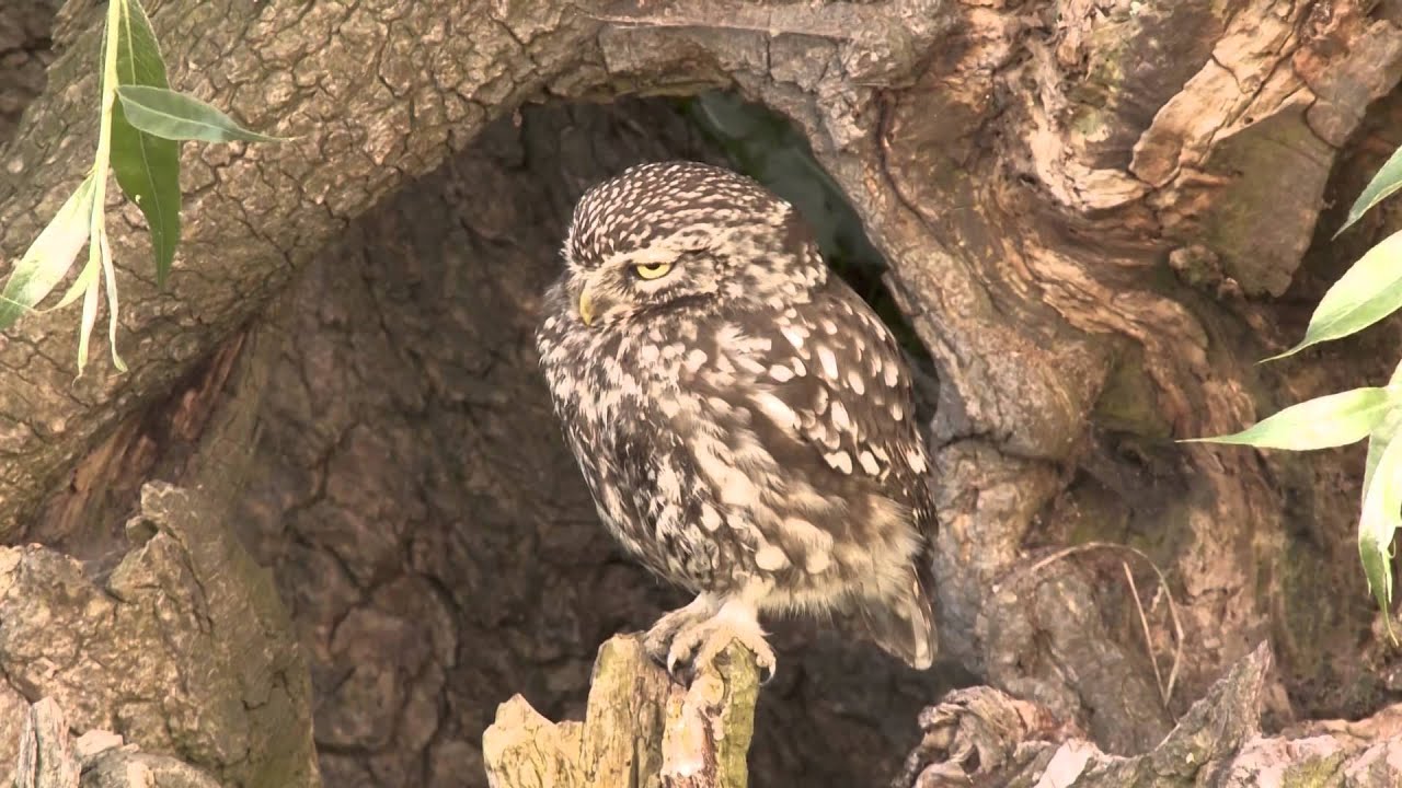 Natuurgebied Schoonrewoerdsewiel