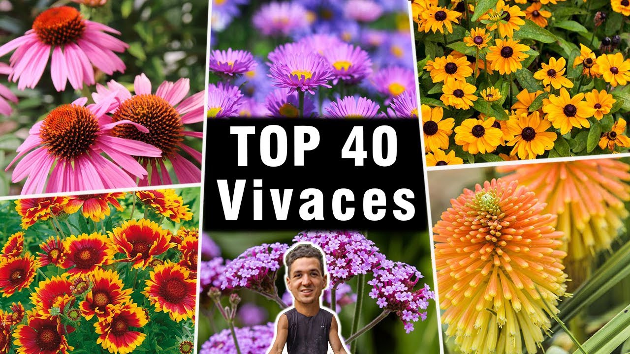 Mes Plantes VIVACES Préférées ! 😍 TOP 40