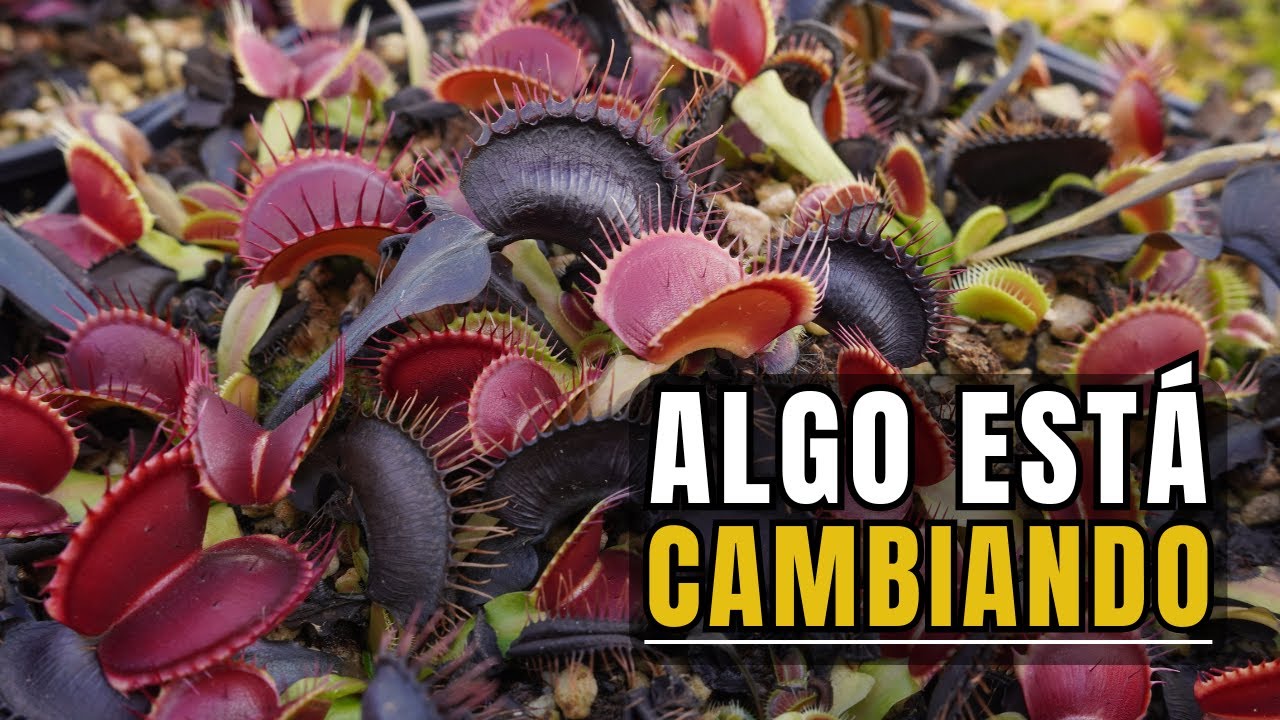 Dionaea en otoño: lo que este momento significa