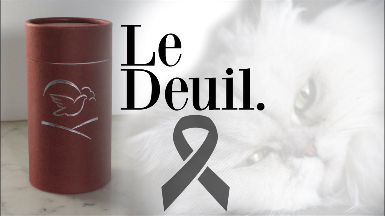 PERDRE SON ANIMAL | Mon expérience, étapes & conseils.