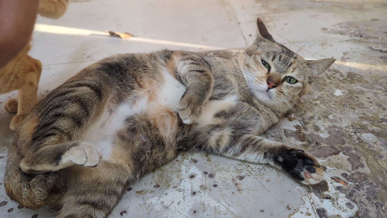 #cat The most fierce