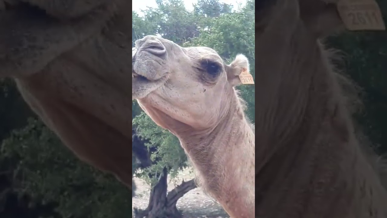 أجواء جد رائعة في إحدى ضواحي مدينة الصويرة والظبط قرب الصويرة الجديدة الغزوة
