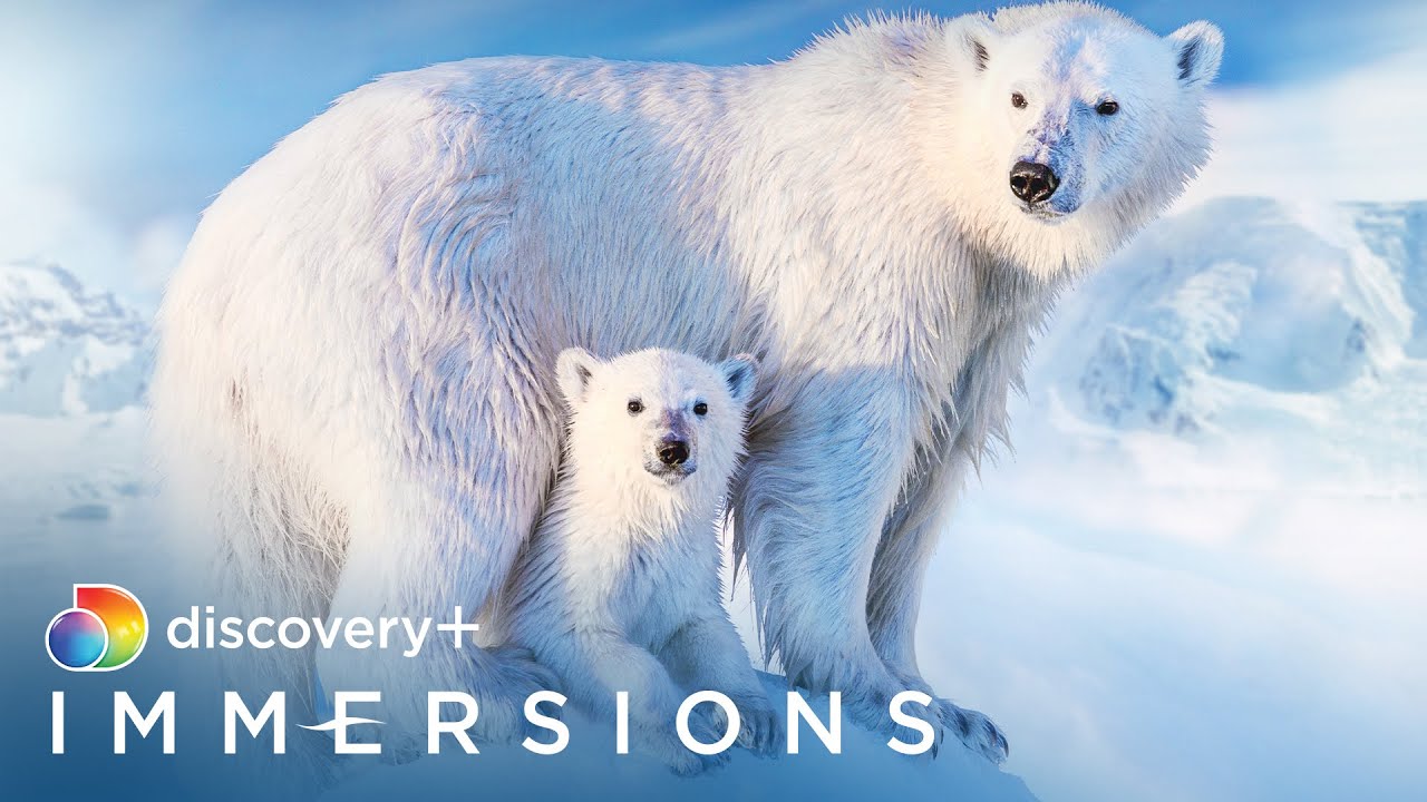 Polar Bear Naptime (Slow TV) | discovery+ Immersions
