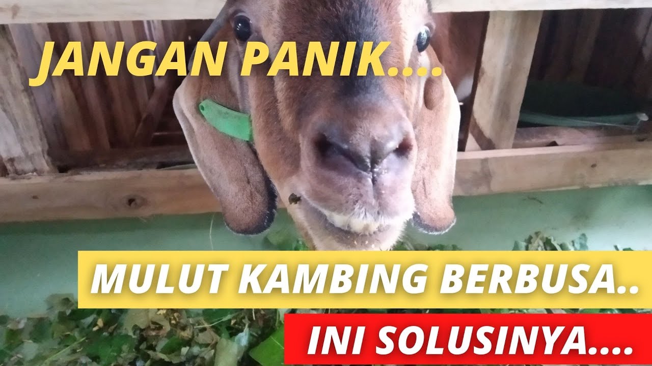 CARA MENGOBATI MULUT KAMBING BERBUSA - AKSARA Agro & Farm