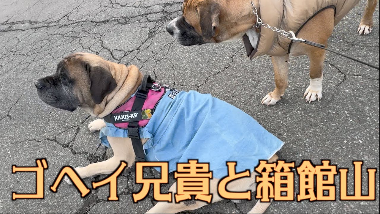 ゴヘイ兄貴のテンション高かったお出かけ