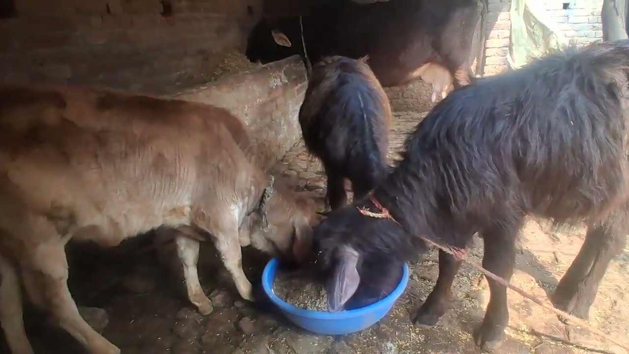 🐄🐄🌿🌿##🐄🐄🐄🐄#funny 