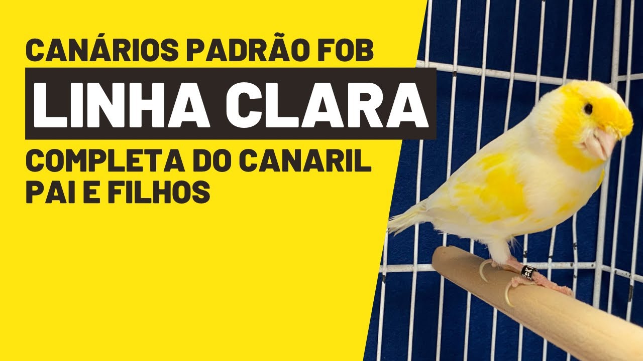 DISPONÍVEIS BRANCOS, AMARELOS, MOSAICOS LINHA MACHO E FÊMEA E MARFINS PADRÃO FOB#nonhodocanario