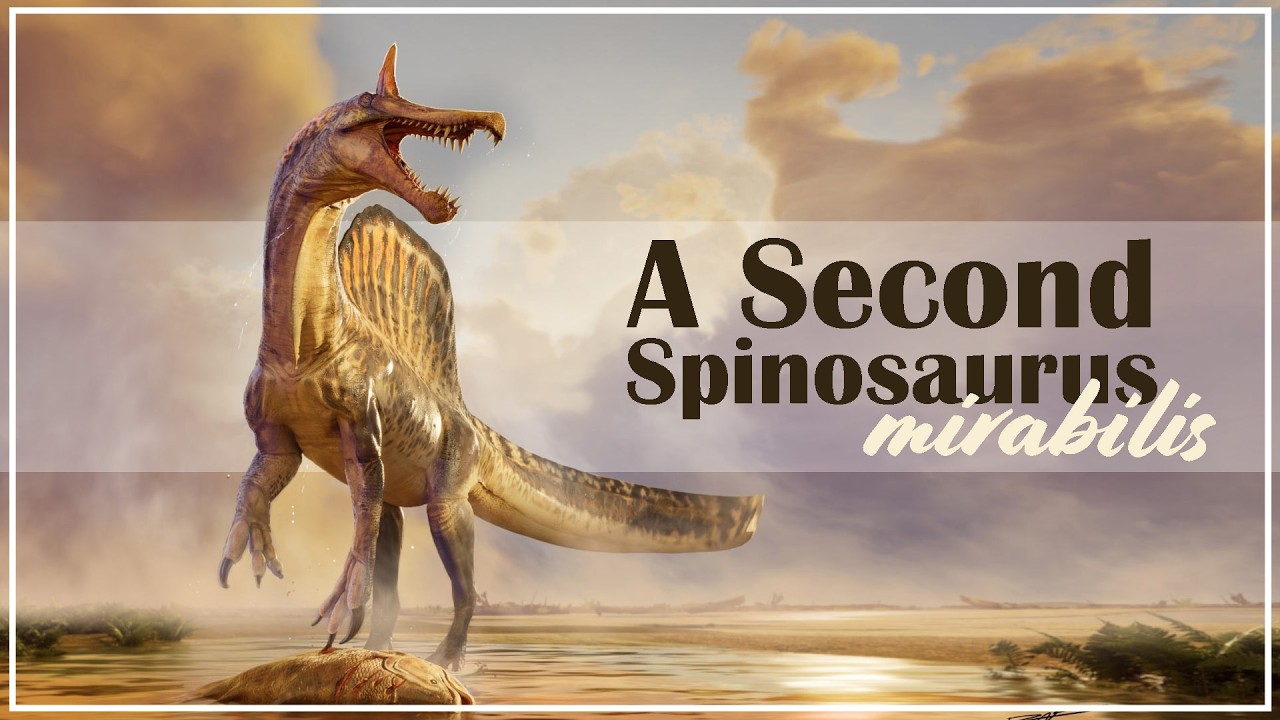 Spinosaurus mirabilis a Second Species